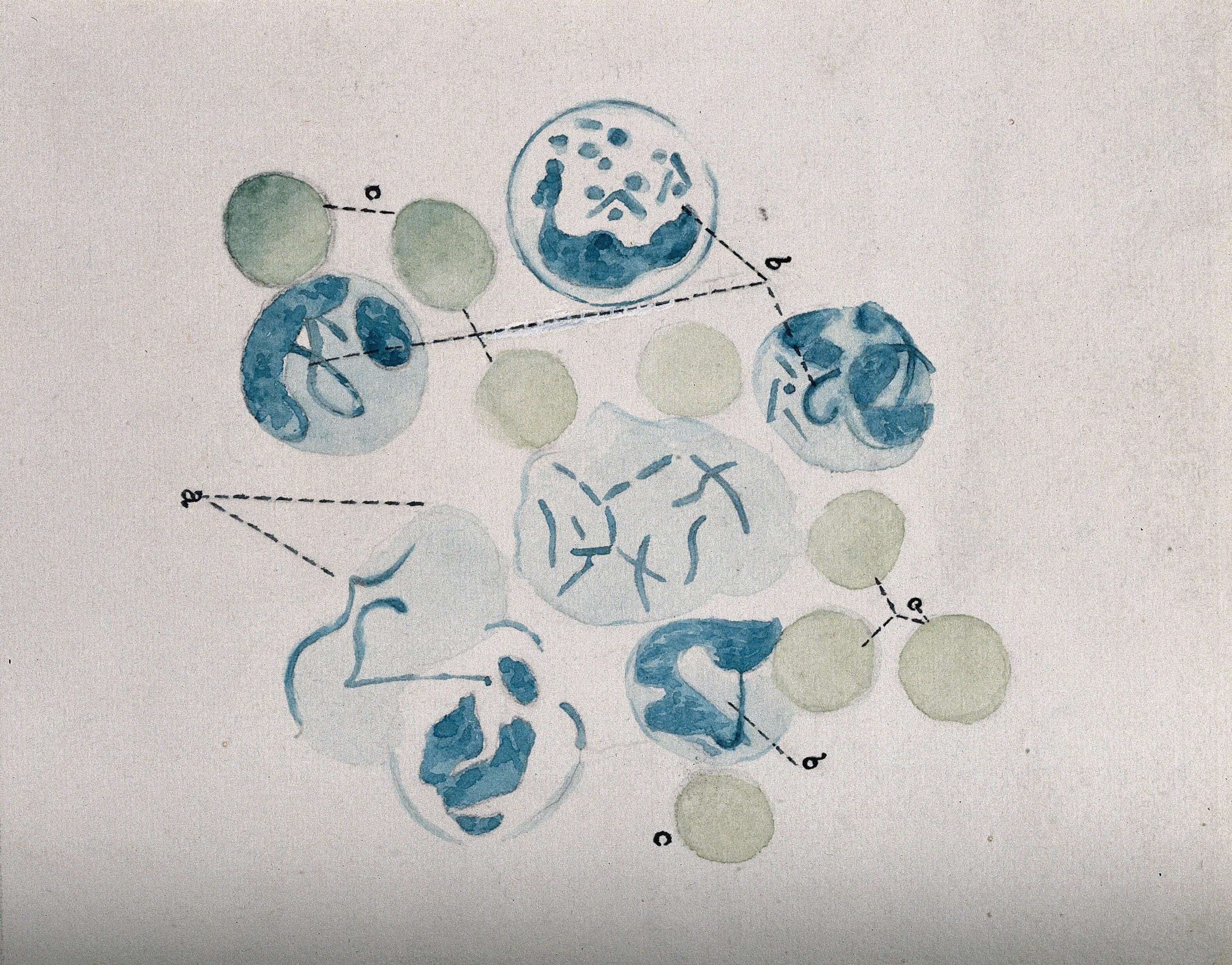Cells, as seen under a microscope. Watercolour ca. 1912. Wellcome Collection.