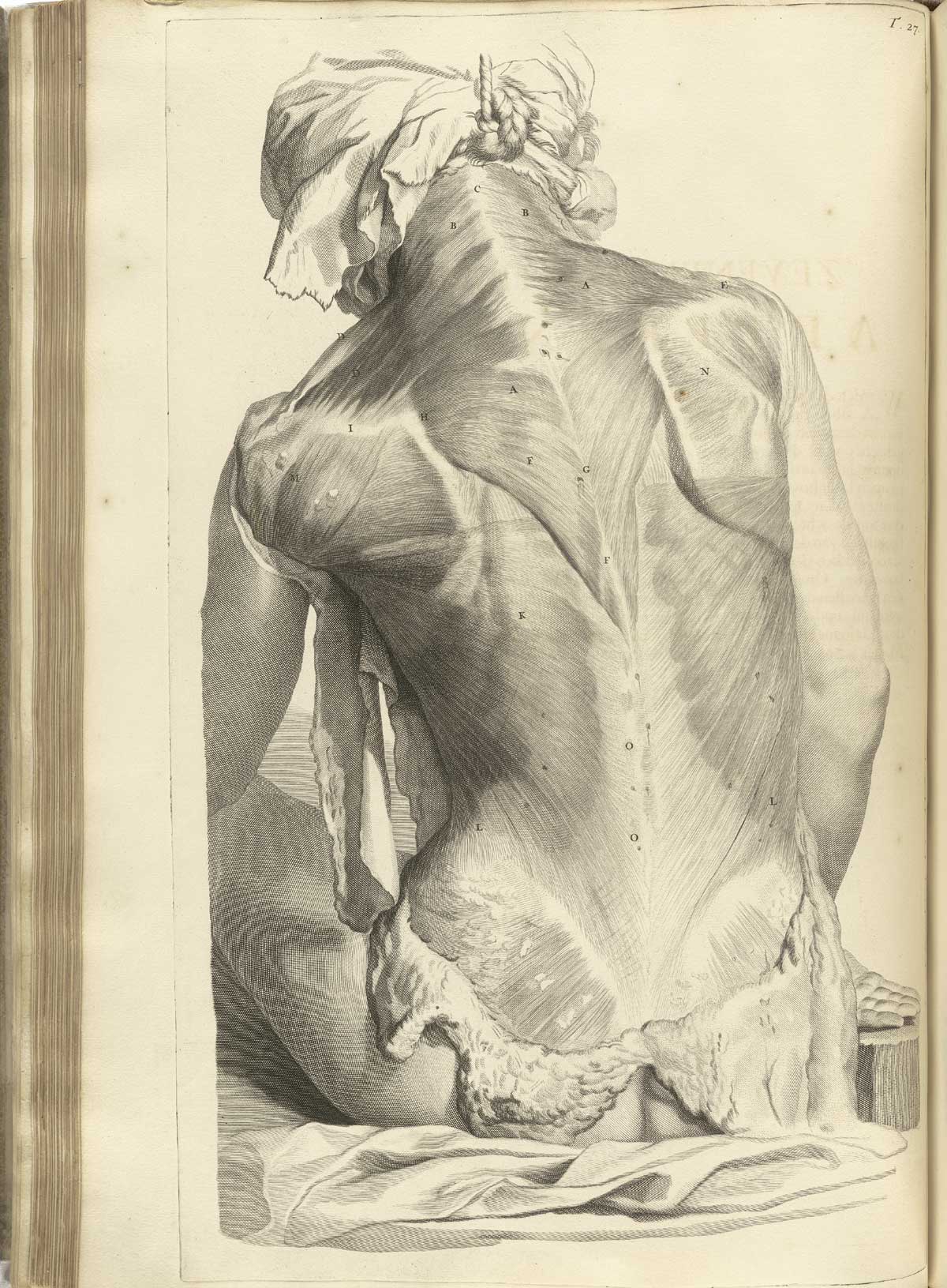 Govard Bidloo, Ontleding des menschelyken lichaams, Amsterdam, 1690. Gerard de Lairesse (drawings), Abraham Blooteling, Pieter Stevens van Gunst (engravers) / scans by National Library of Medicine.