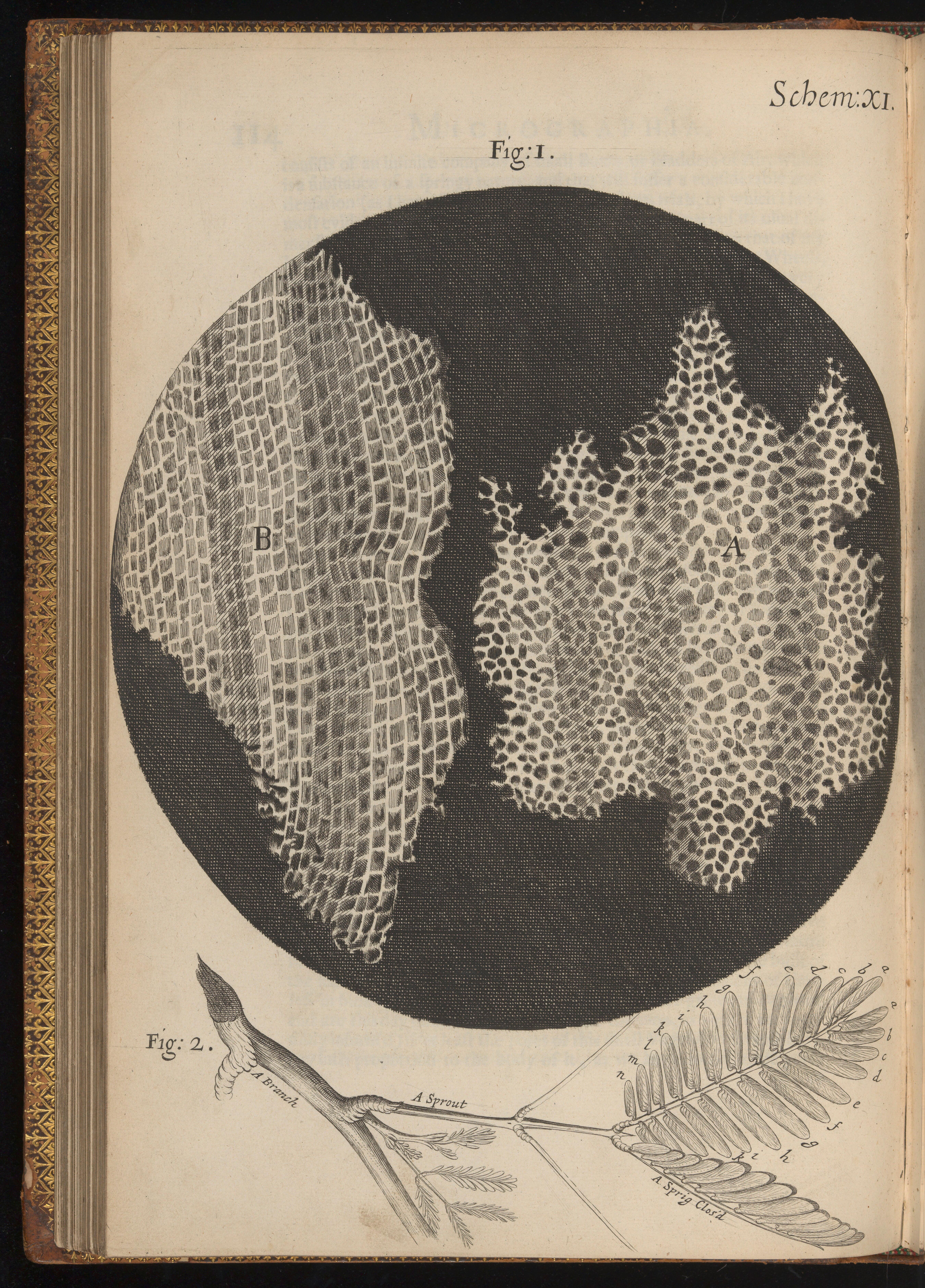 Fig. 6: Hooke’s ‘cells’