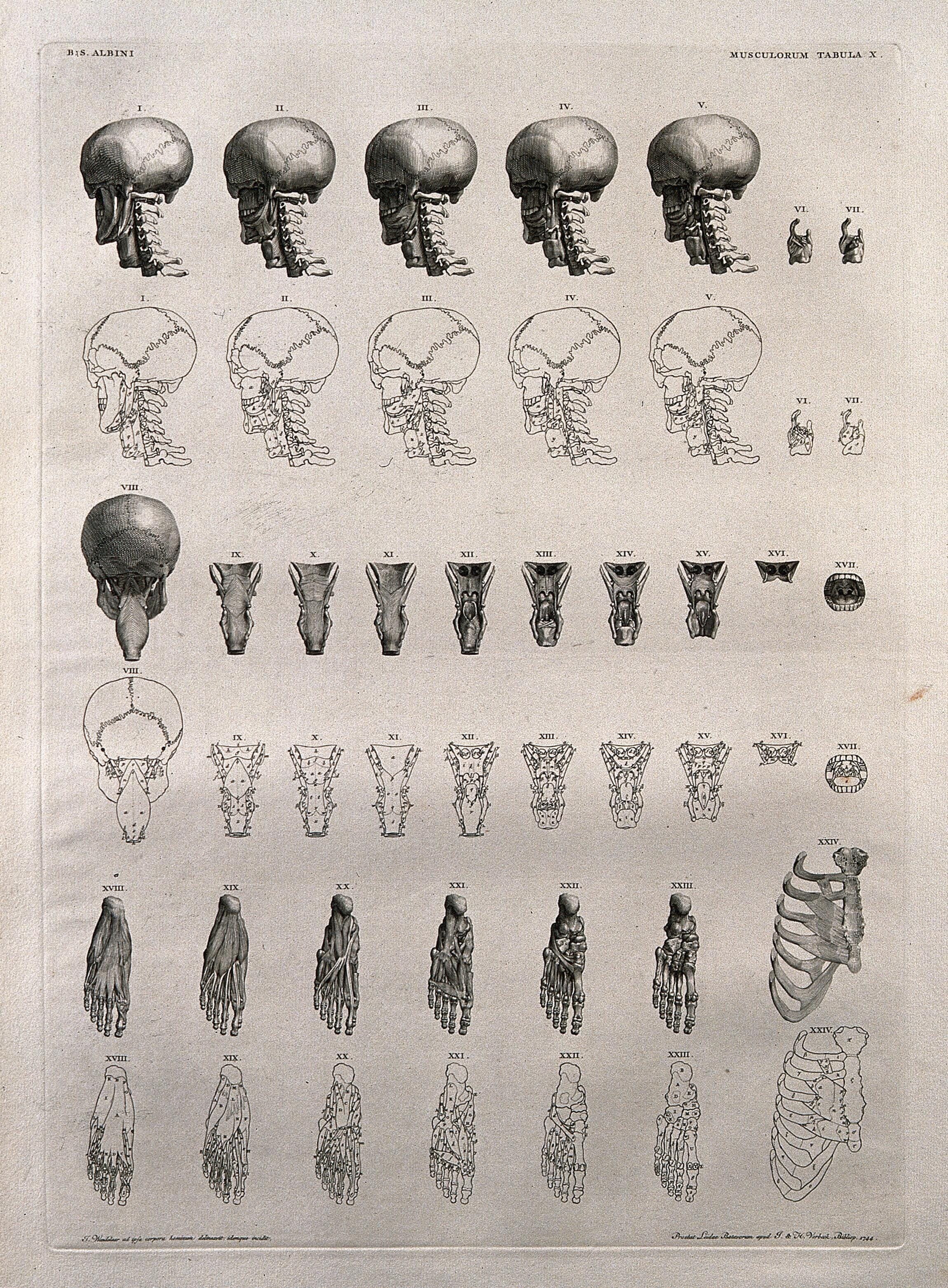 Fig. 4b: Image(s) from Albinus’ anatom