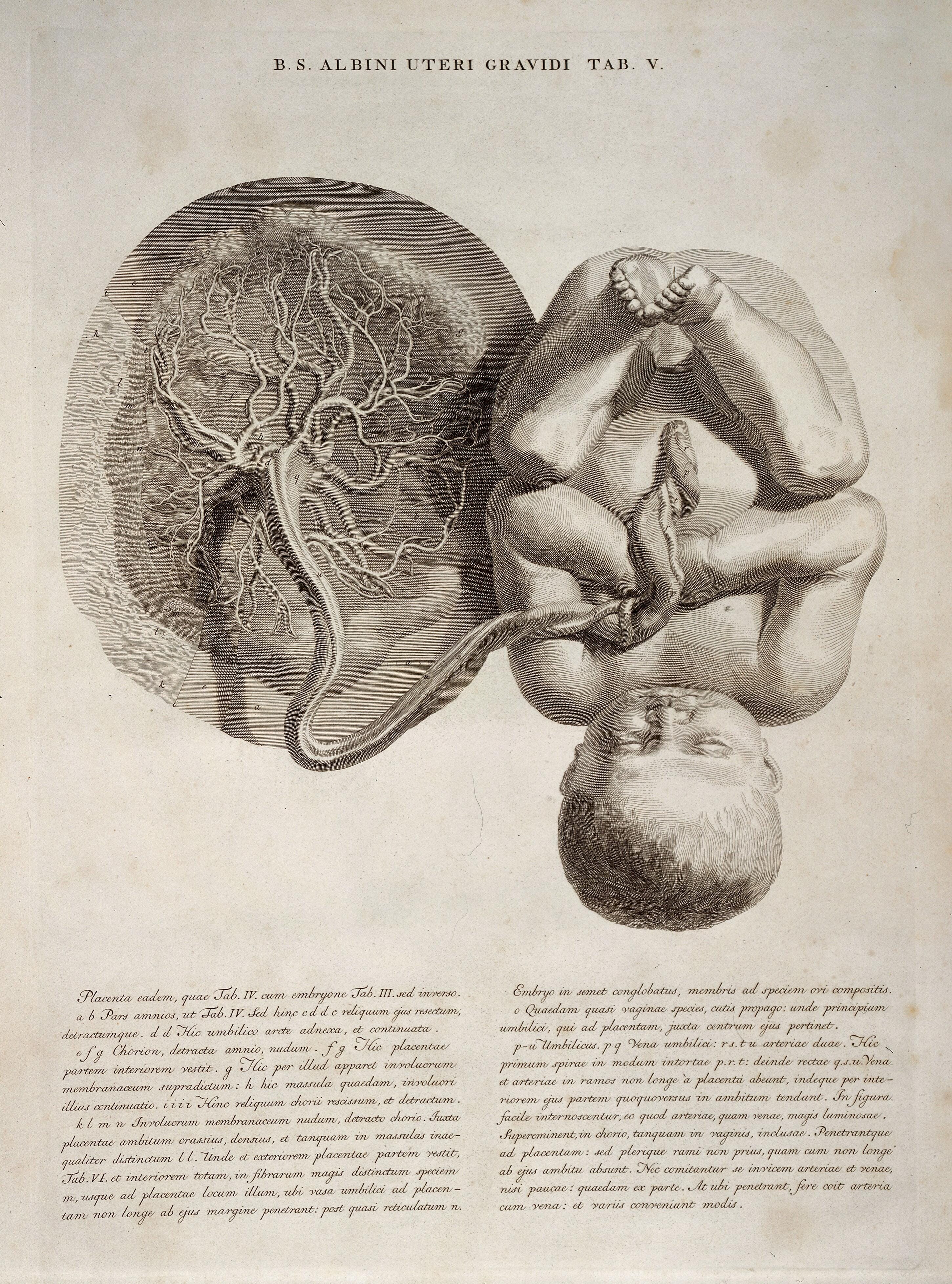 Fig. 4c: Image(s) from Albinus’ anatom