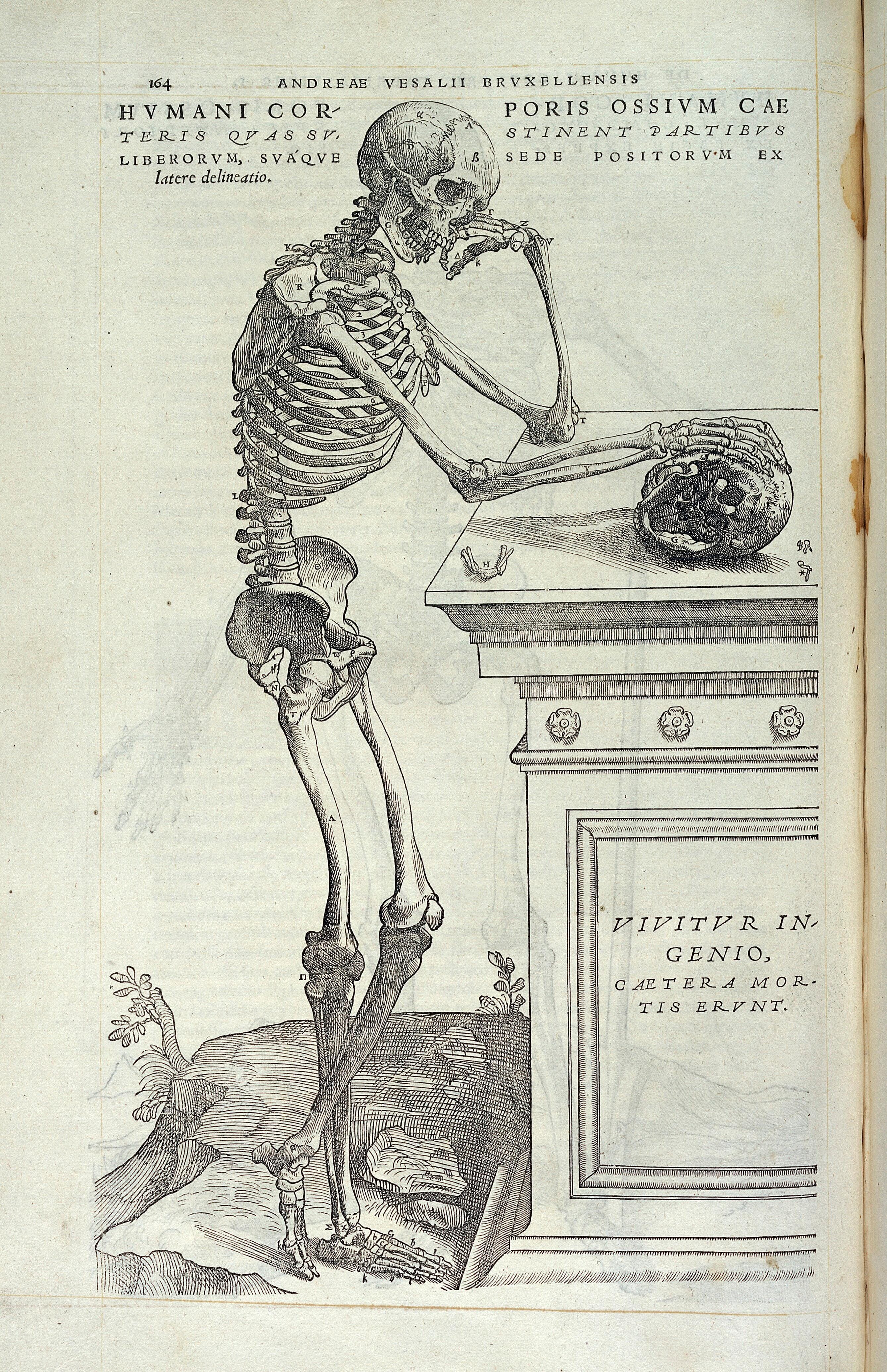 Fig. 3: Vesalius